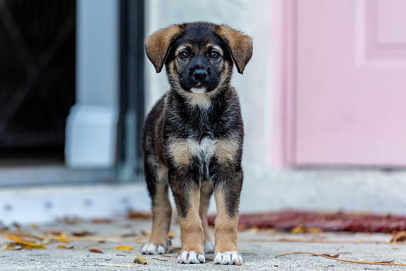 3F6A4285 Triple Bs Puppies SM Full Rez