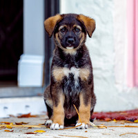 3F6A4293 Triple Bs Puppies SM Full Rez