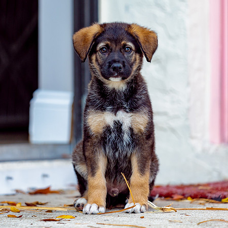 3F6A4293 Triple Bs Puppies SM Full Rez