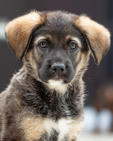 3F6A4461 Triple Bs Puppies SM Full Rez