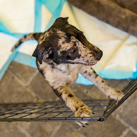3F6A8879 Wags and Whiskey 4 13 19 SM Full Rez