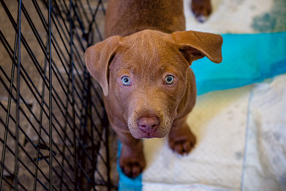 3F6A8897 Wags and Whiskey 4 13 19 SM Full Rez