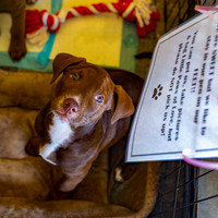 3F6A8933 Wags and Whiskey 4 13 19 SM Full Rez