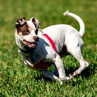 3F6A9324 Paws in the Park SM Full Rez