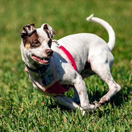 3F6A9324 Paws in the Park SM Full Rez