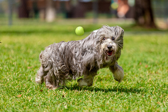 3F6A6091 Okeeheelee Dog Park 3 31 19-Edit SM Full Rez