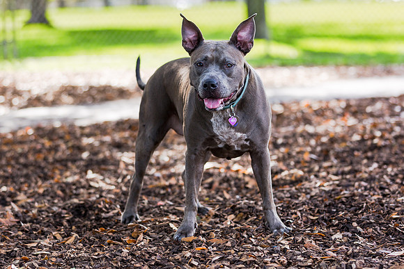 3F6A2731 Lake Ida Dog Park 1 1 19 SM Full Rez
