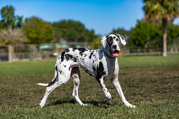 3F6A2411 Lake Ida Dog Park 12 22 18 SM Full Rez