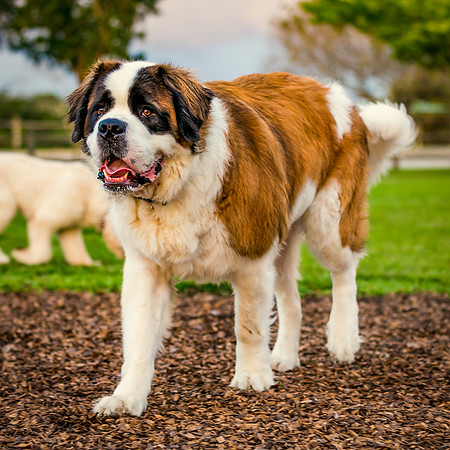 3F6A9766 Lake Ida Dog Park 2 14 19-Edit SM Full Rez