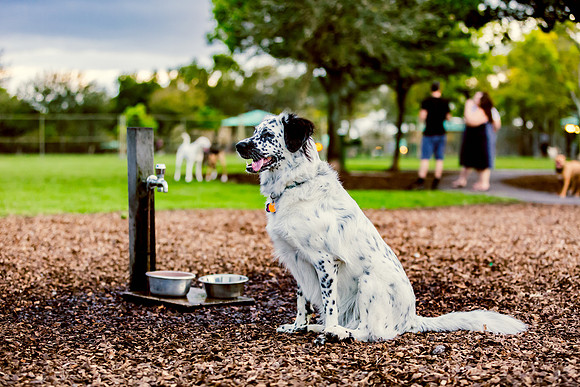3F6A9796 Lake Ida Dog Park 2 14 19 SM Full Rez