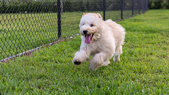 3F6A0469 Dog Park 10 13 18 SM Full Rez