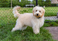3F6A0473 Dog Park 10 13 18 SM Full Rez