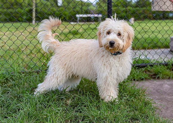 3F6A0473 Dog Park 10 13 18 SM Full Rez