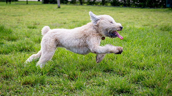 3F6A0483 Dog Park 10 13 18 SM Full Rez
