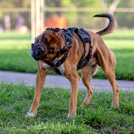 3F6A0413 Lake Ida Dog Park 4 8 19 SM Full Rez
