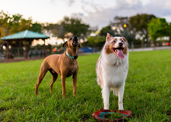 3F6A0125 Lake Ida Dog Park 2 19 19 SM Full Rez