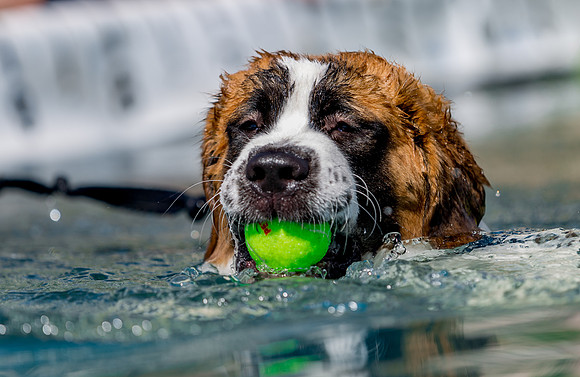 3F6A8867 Paws in the Park SM Full Rez