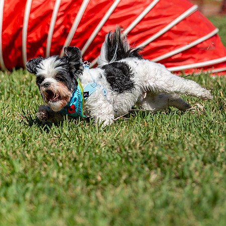 3F6A9164 Paws in the Park SM IG