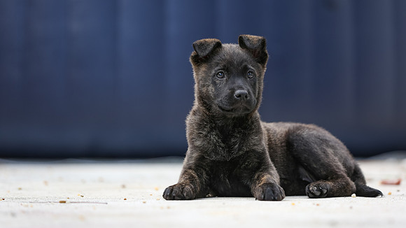 3F6A4422 Triple Bs Puppies SM Full Rez