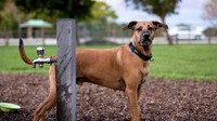 3F6A9780 Lake Ida Dog Park 2 14 19 SM Full Rez