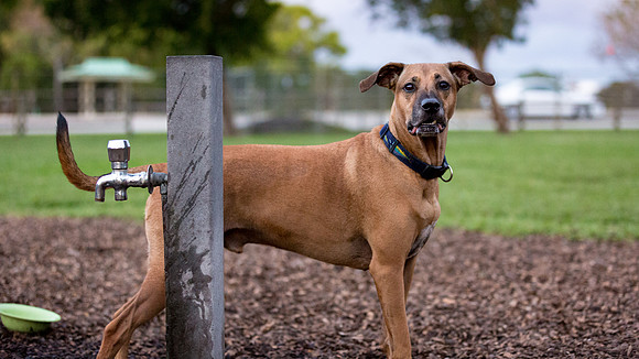 3F6A9780 Lake Ida Dog Park 2 14 19 SM Full Rez