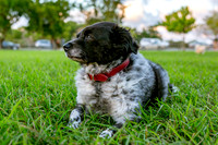 3F6A9937 Lake Ida Dog Park 2 19 19 SM Full Rez