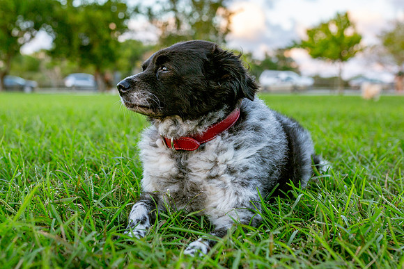 3F6A9937 Lake Ida Dog Park 2 19 19 SM Full Rez
