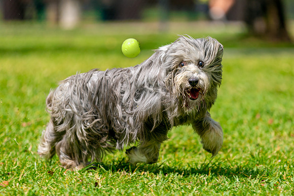 3F6A6091 Okeeheelee Dog Park 3 31 19-Edit SM Full Rez