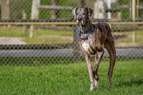 3F6A0390 Lake Ida Dog Park 4 8 19-Edit SM Full Rez
