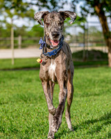 3F6A0399 Lake Ida Dog Park 4 8 19 SM Full Rez-2