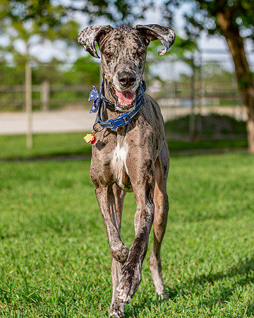 3F6A0399 Lake Ida Dog Park 4 8 19 SM Full Rez-2