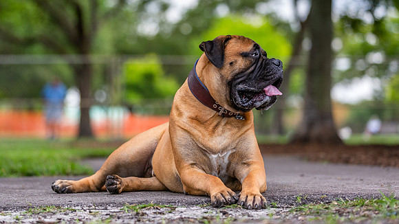 3F6A5300 Lake Ida Dog Park 3 21 19 SM Full Rez