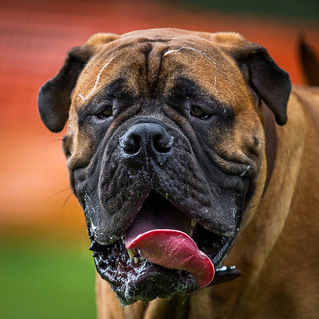 3F6A5290 Lake Ida Dog Park 3 21 19 SM Full Rez