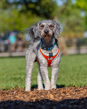 3F6A5536 Lake Ida Dog Park 3 22 19 SM Full Rez