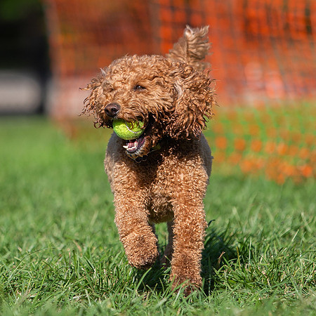 3F6A5685 Lake Ida Dog Park 3 27 19 SM Full Rez