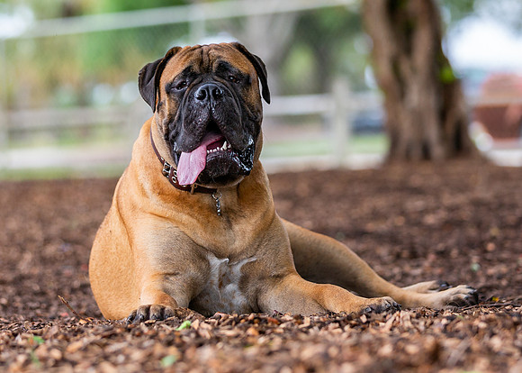3F6A5357 Lake Ida Dog Park 3 21 19 SM Full Rez-2