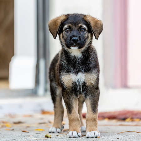 3F6A4284 Triple Bs Puppies SM Full Rez