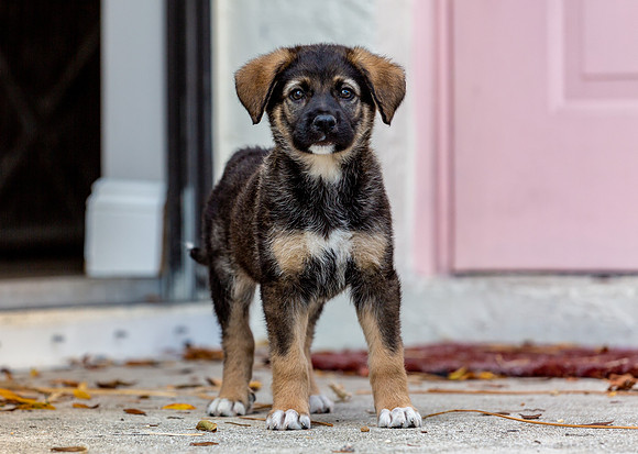 3F6A4283 Triple Bs Puppies SM Full Rez