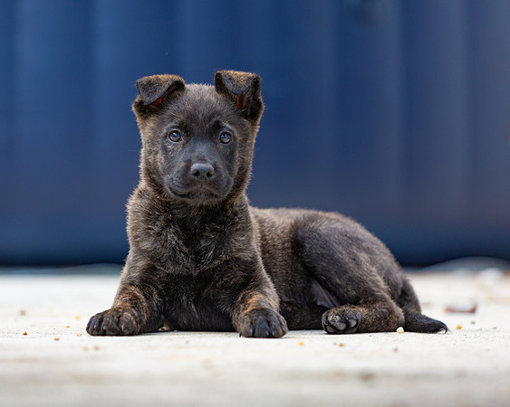 3F6A4421 Triple Bs Puppies SM Full Rez
