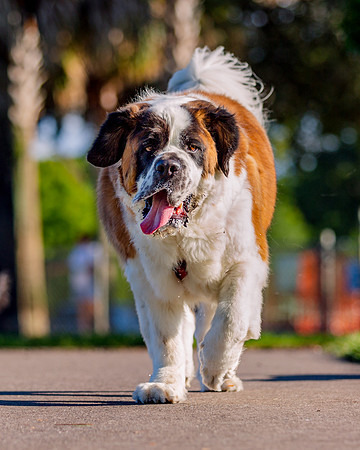 3F6A9385 Lake Ida Dog Park 4 23 19 SM Full Rez-2