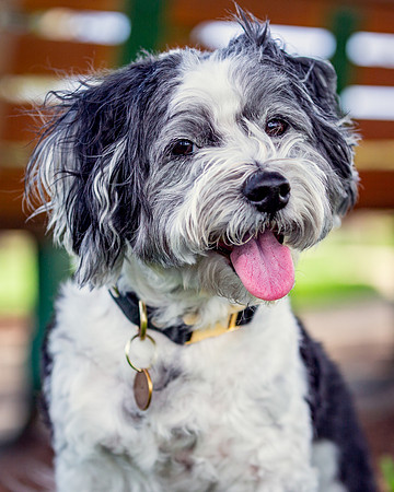 3F6A9286 Lake Ida Dog Park 7 5 19 SM Full Rez