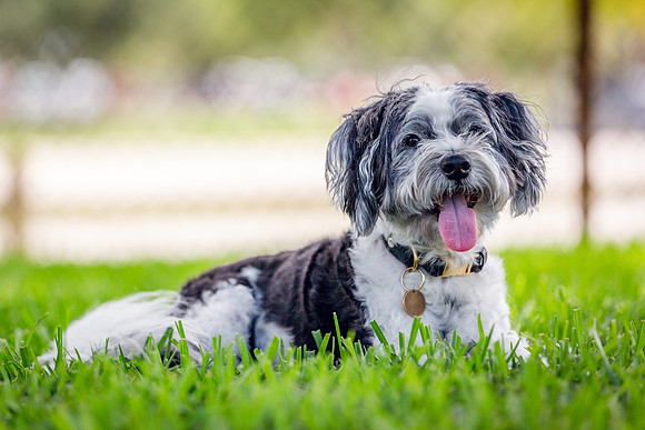3F6A9310 Lake Ida Dog Park 7 5 19 SM Full Rez