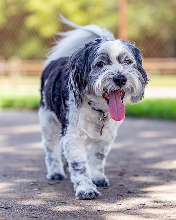 3F6A9253 Lake Ida Dog Park 7 5 19 SM Full Rez