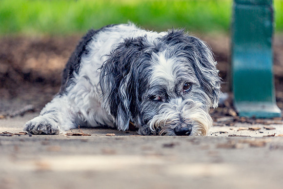 3F6A9280 Lake Ida Dog Park 7 5 19 SM Full Rez