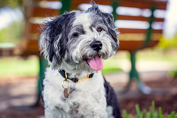 3F6A9285 Lake Ida Dog Park 7 5 19 SM Full Rez