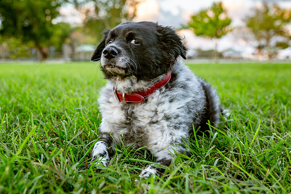3F6A9938 Lake Ida Dog Park 2 19 19-Edit SM Full Rez