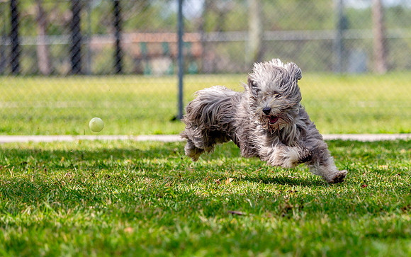 3F6A6094 Okeeheelee Dog Park 3 31 19 SM Full Rez
