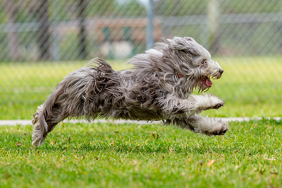 3F6A6084 Okeeheelee Dog Park 3 31 19 SM Full Rez