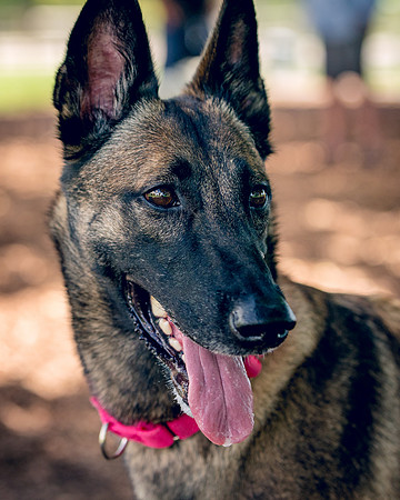 DSC00932 Lake Ida Dog Park 7 15 19 SM Full Rez