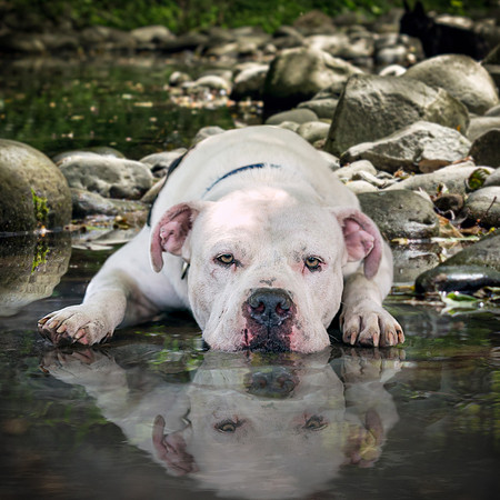 DSC01693 Lake Ida Dog Park 7 15 19-Edit SM Full Rez-3